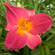 Christmas Showcase Daylily - Heritage Collection