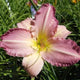 Claimed Blessing Daylily - Heritage Collection