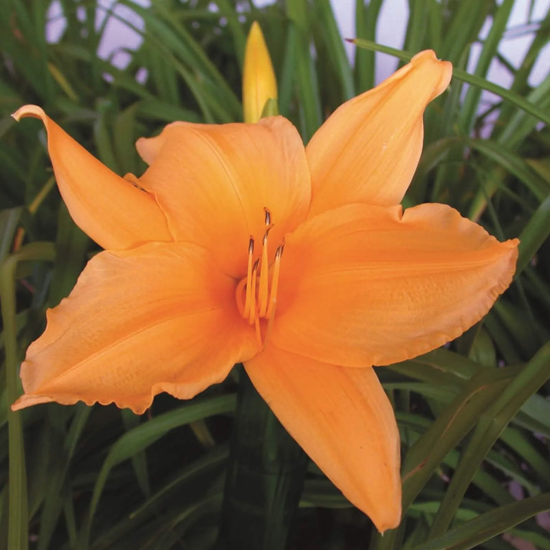 Constitutional Island Daylily - Heritage Collection