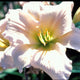 Country Air Daylily - Heritage Collection