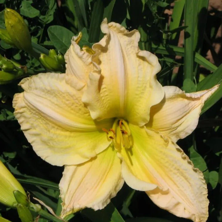 Cozy Home Daylily - Heritage Collection