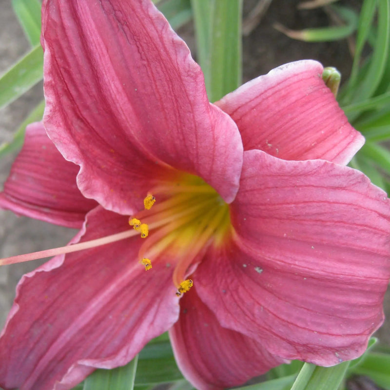 Deep Purple Daylily - Heritage Collection