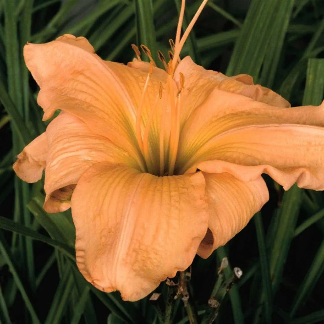 Dixie Beauty Daylily - Heritage Collection