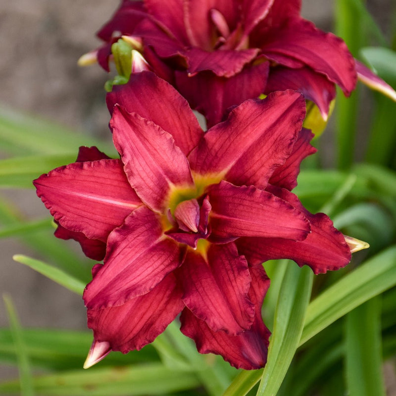 Sampler Daylily Collection