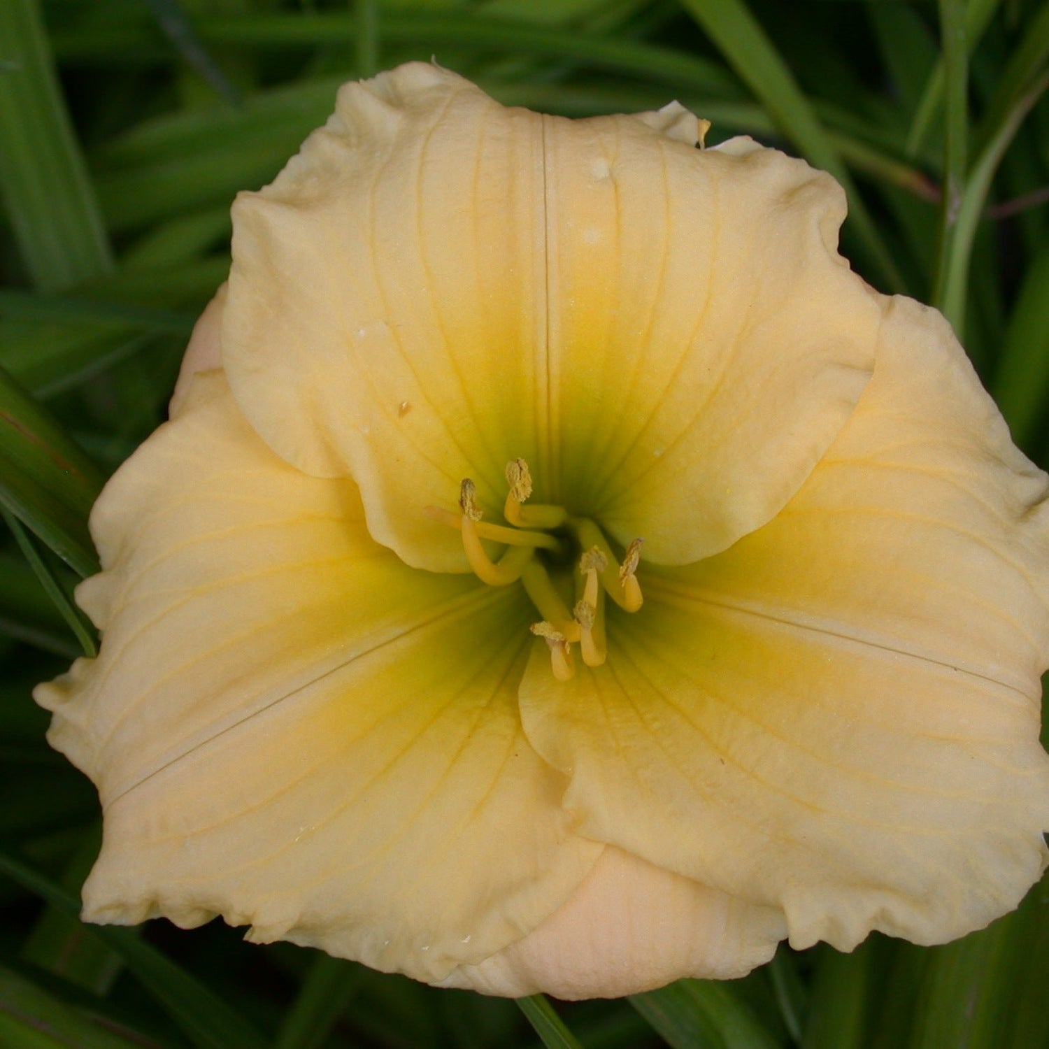 Dove Call Daylily