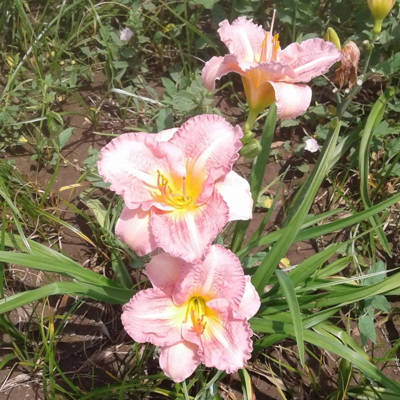 Dream Beau Daylily - Heritage Collection