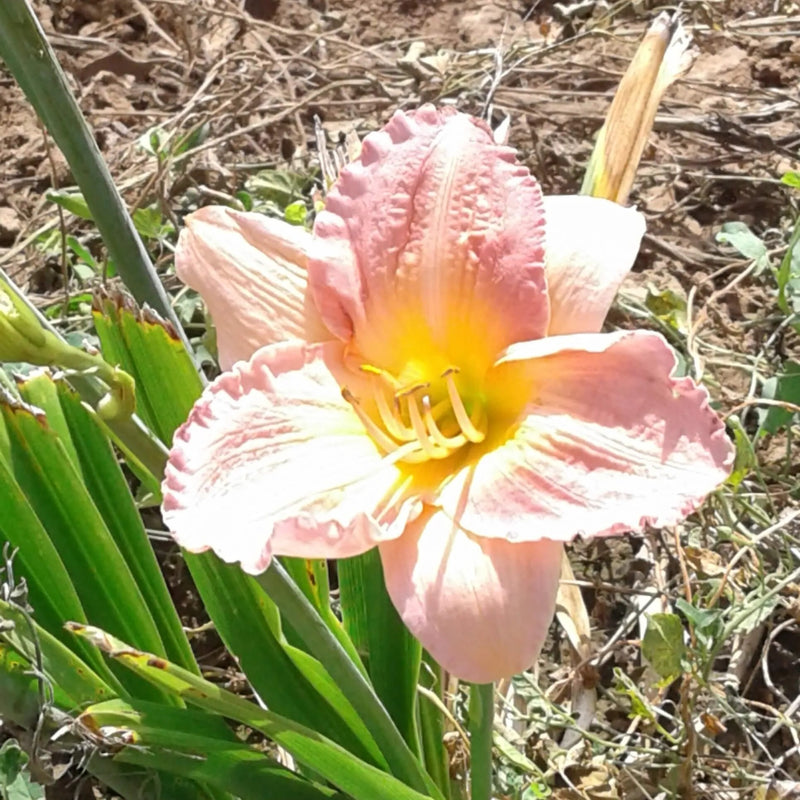 Dream Beau Daylily - Heritage Collection