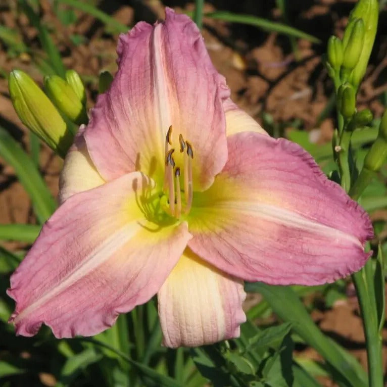 Dreaming Daylily - Heritage Collection