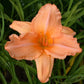 Fairmont Daylily - Heritage Collection