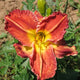 Flaming Dragon Daylily - Heritage Collection