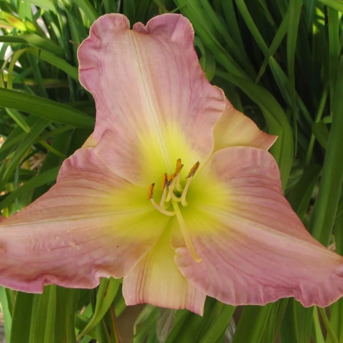 Forest Shadow Daylily - Heritage Collection