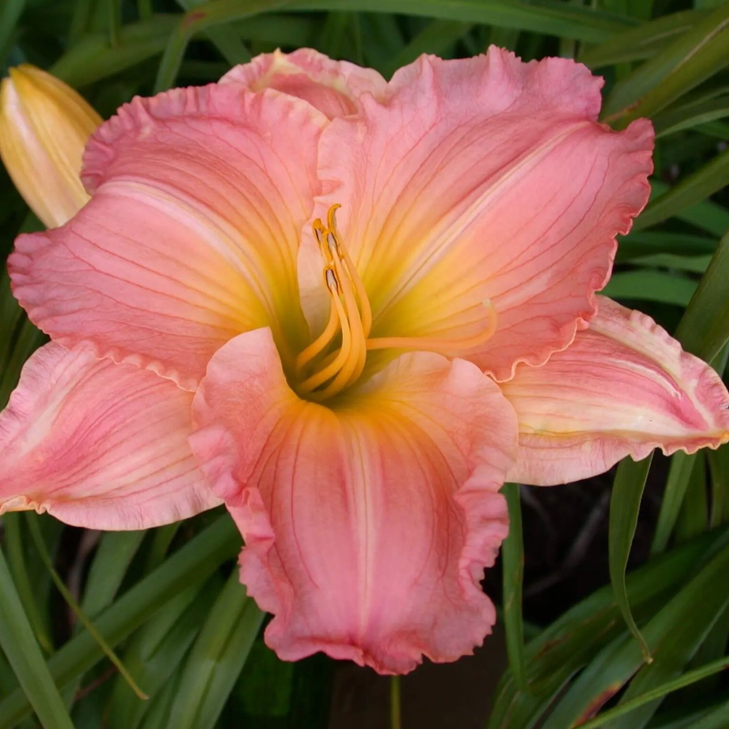 Francis Scott Key Daylily - Heritage Collection