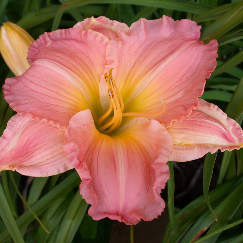 Francis Scott Key Daylily - Heritage Collection