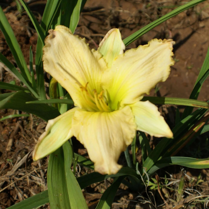 Frontier Girl Daylily - Heritage Collection