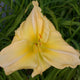 Garden Dale Daylily - Heritage Collection