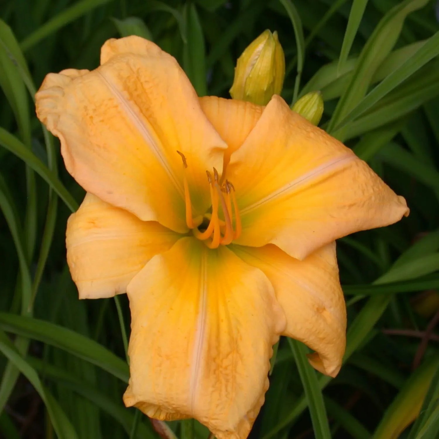 Glenbrook Daylily - Heritage Collection