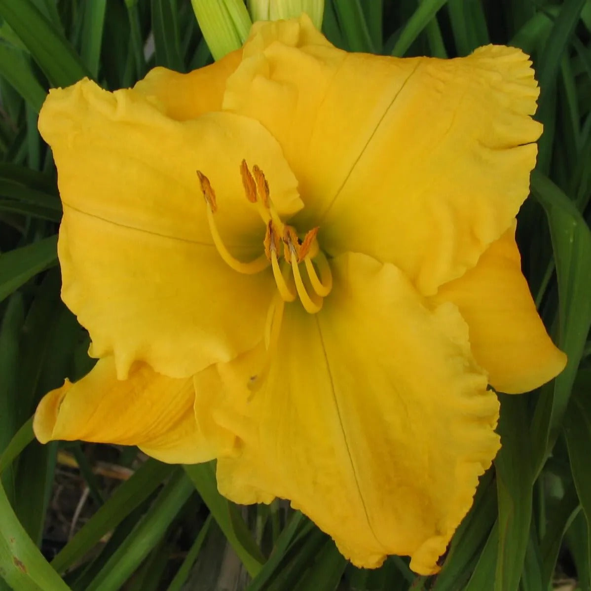 Golden Link Daylily - Heritage Collection