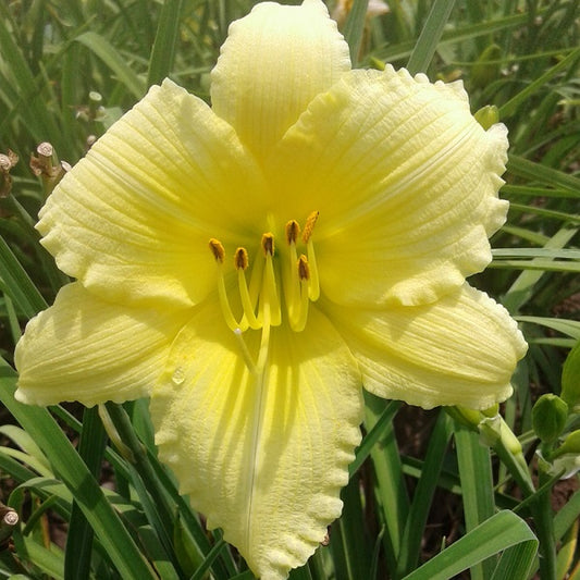 Reblooming Daylily Pack