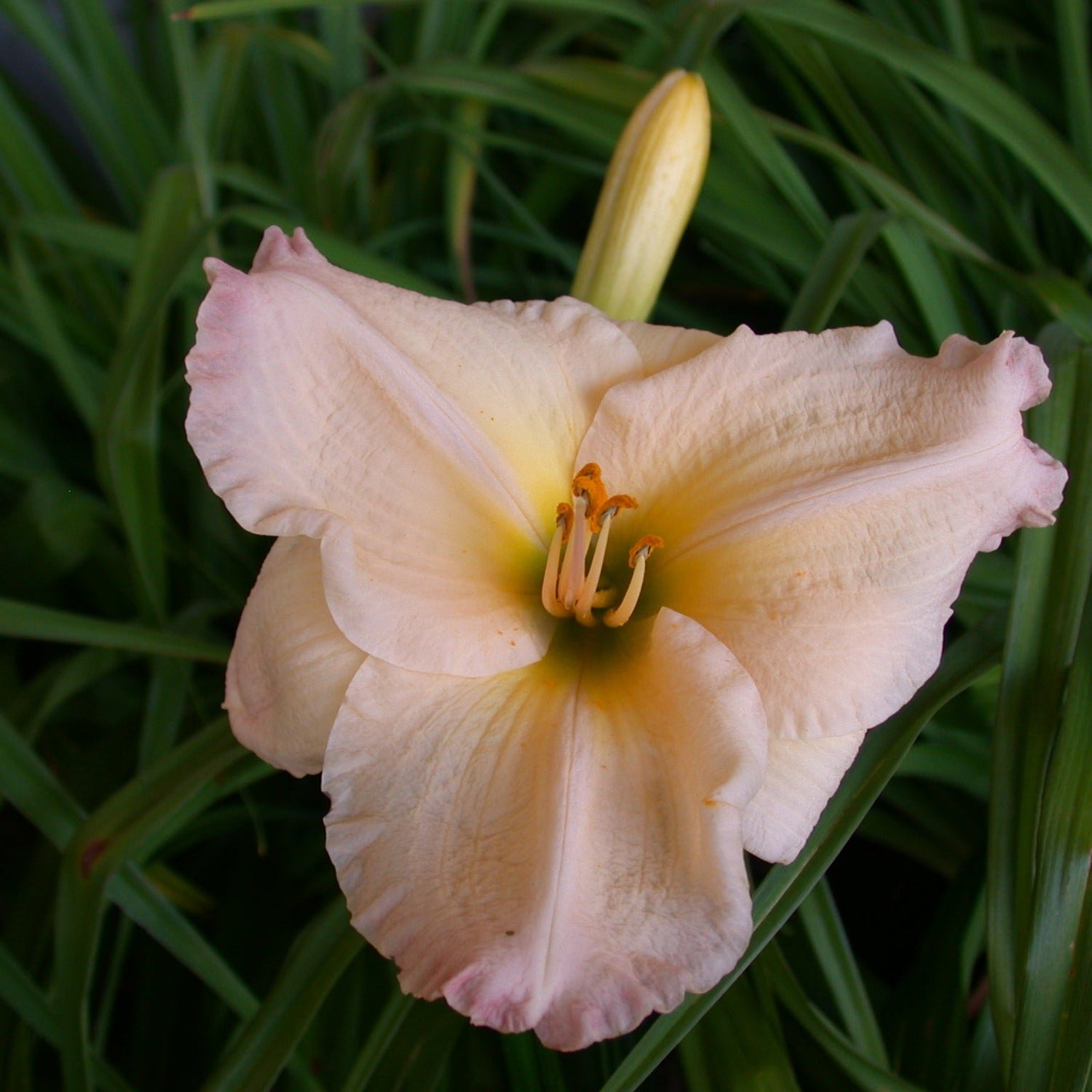 Ice Palace Pink Daylily