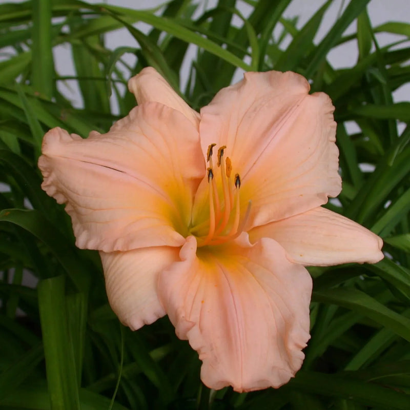 Island Holiday Daylily - Heritage Collection