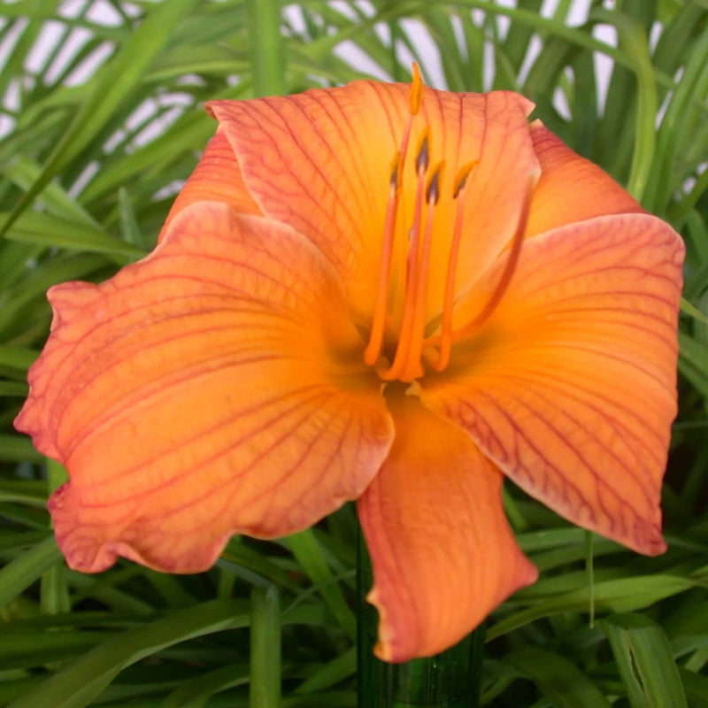 Island Hospitality Daylily - Heritage Collection