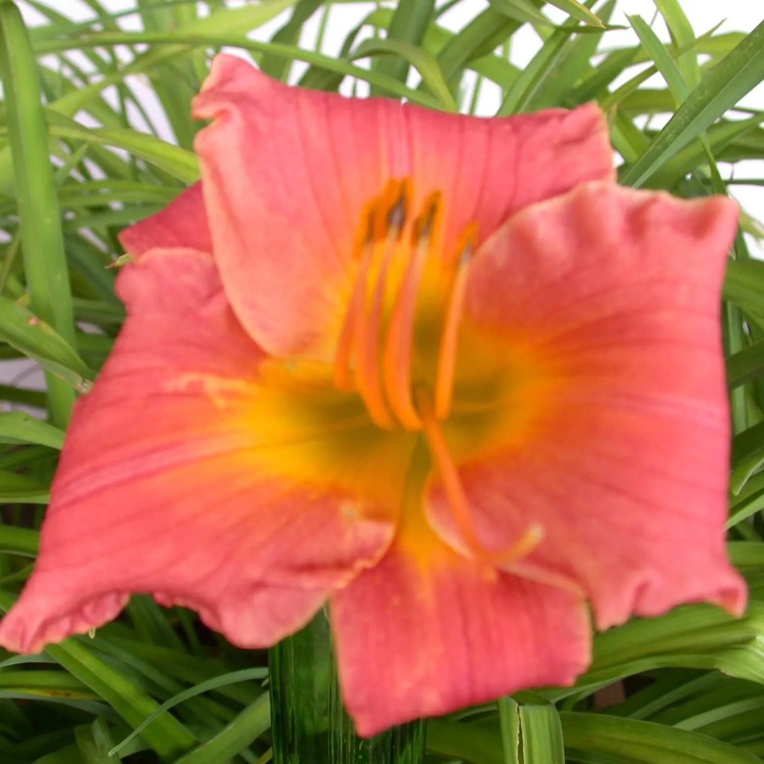 Island Port Daylily - Heritage Collection