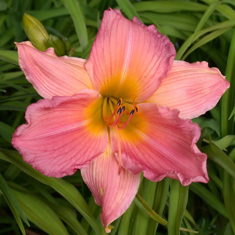 Mother's Dream Daylily - Heritage Collection