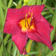 Raspberry Dream Daylily - Heritage Collection