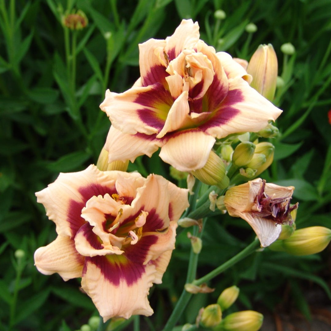 Roswitha Daylily