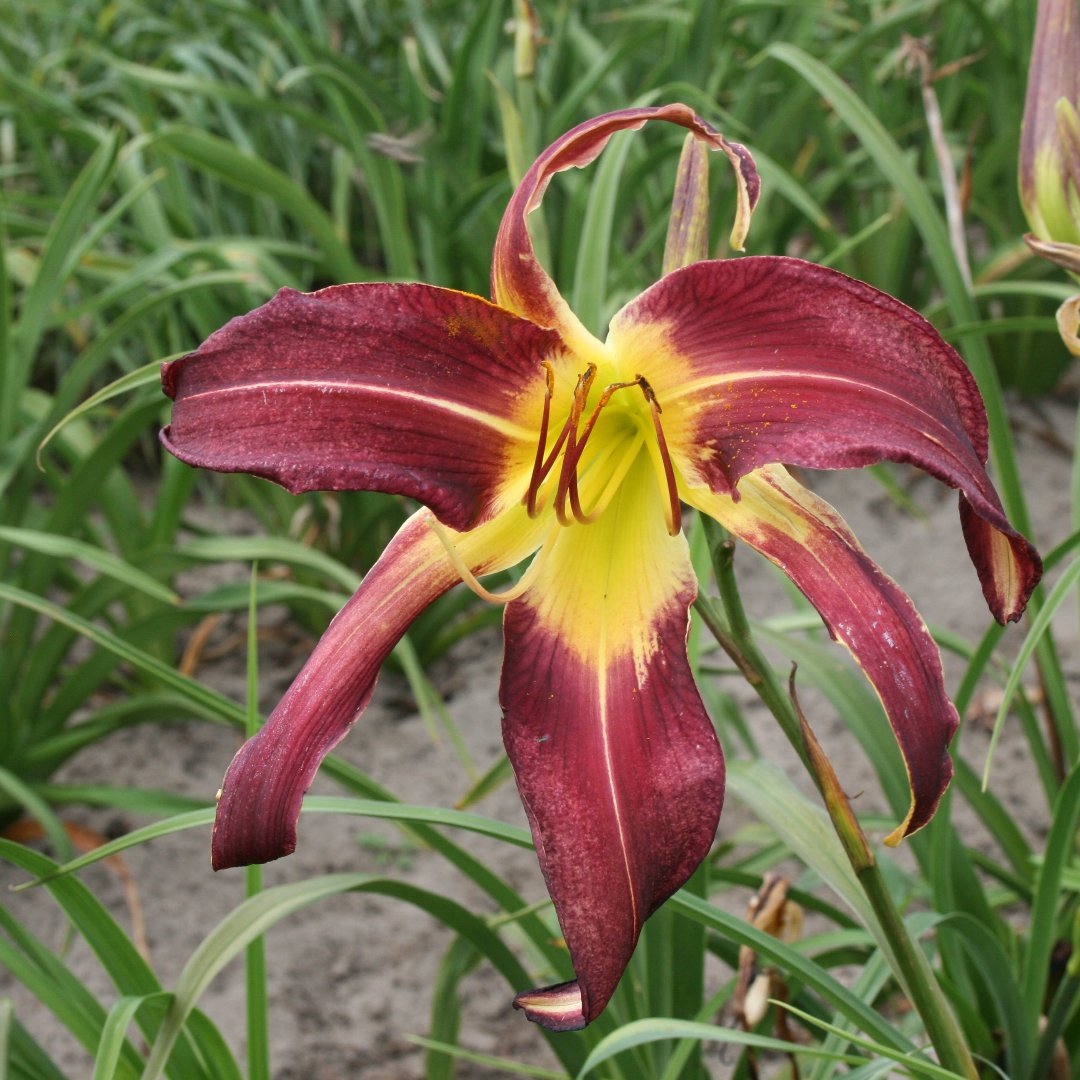 Royal Celebration Daylily