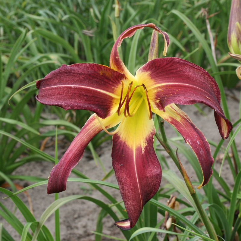 Biggest Bloom Daylily Collection