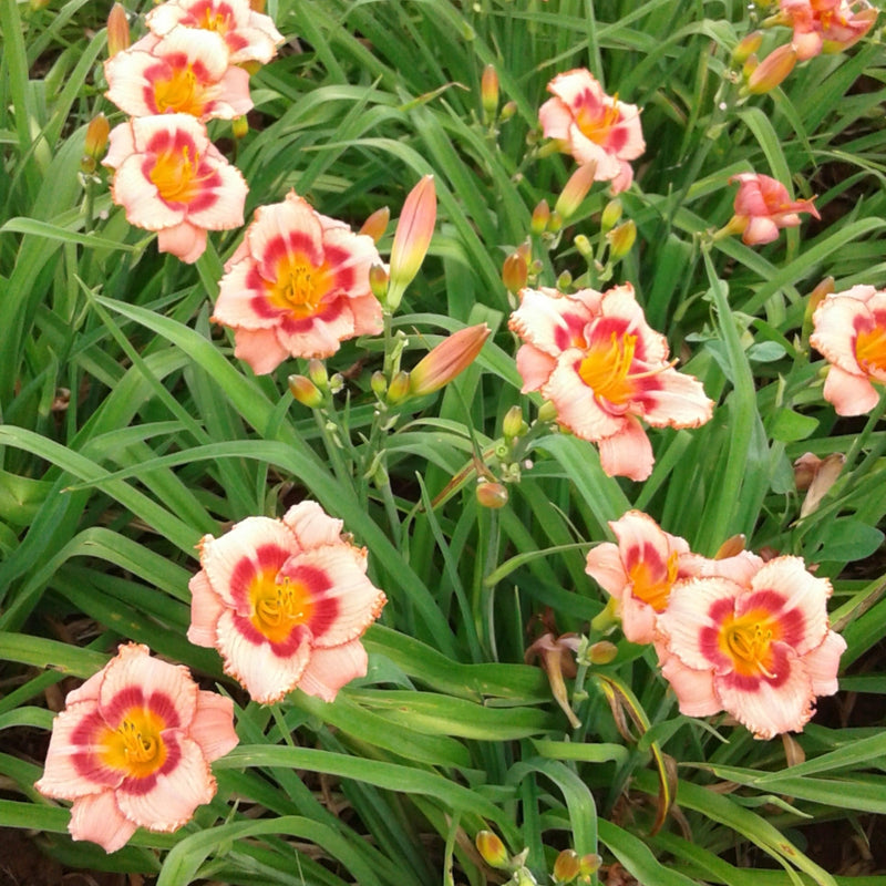 Strawberry Candy Daylily