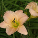 Toddle Lu Daylily - Hertiage Collection