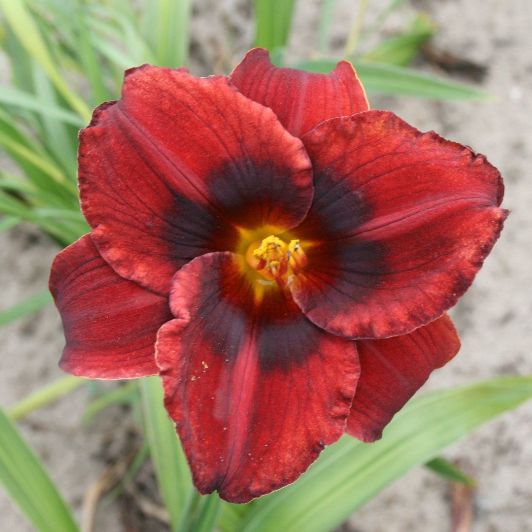 Velvet Eyes Daylily