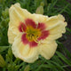 Wake Island Daylily - Heritage Collection