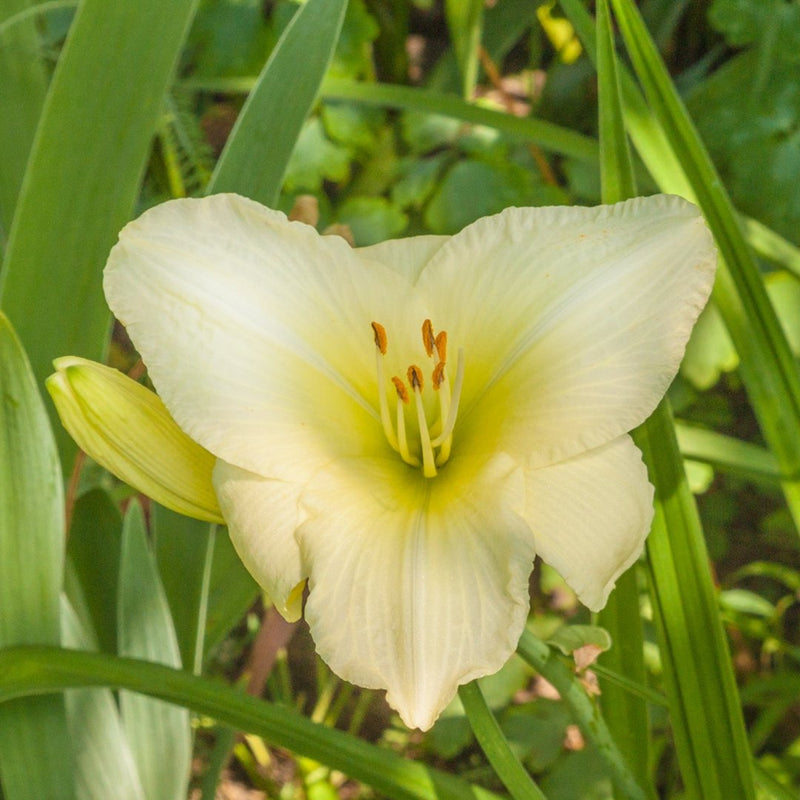 Winning Ways Daylily - Heritage Collection