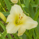 Winning Ways Daylily - Heritage Collection