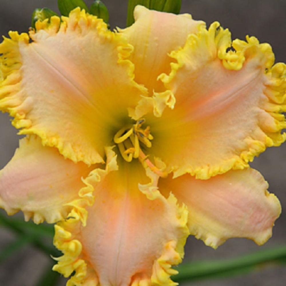 Sassy Shannon Daylily - representative mature plant