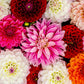 Dazzling Dahlia Mix