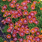 Fire Spinner® Hardy Ice Plant