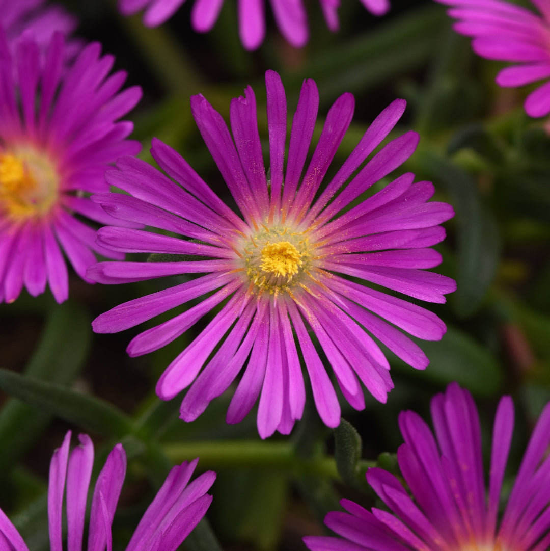 Ocean Sunset™ Violet Ice Plant