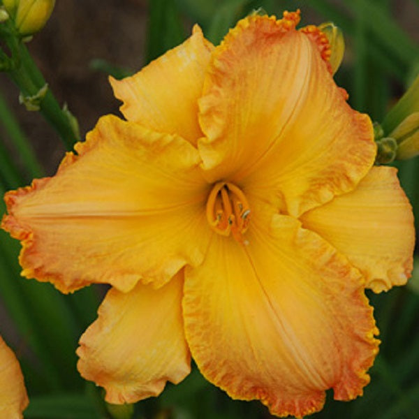 Desert Charm Daylily