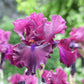 Devil's Punchbowl Iris