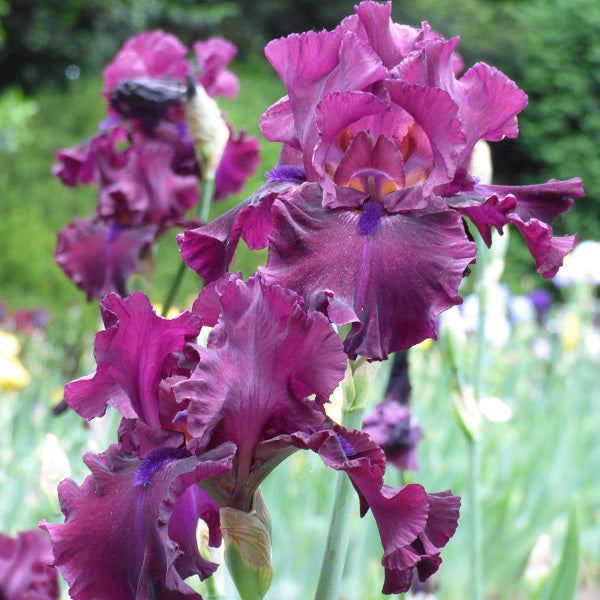 Devil's Punchbowl Iris