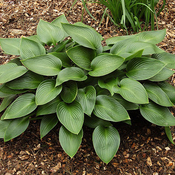 Devon Green - Medium Hosta