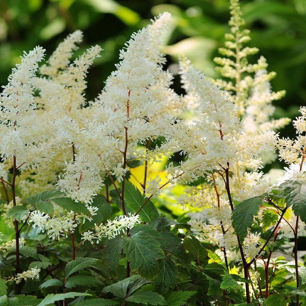 Diamonds and Pearls® Astilbe