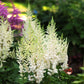 Diamonds and Pearls® Astilbe