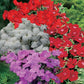 Sonata Dianthus