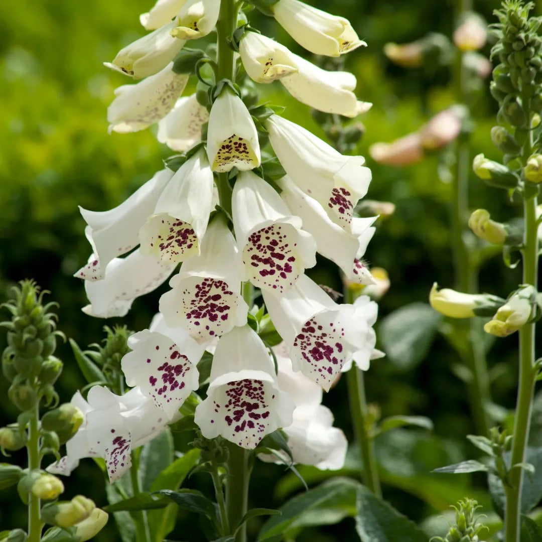 Dalmatian White Foxglove