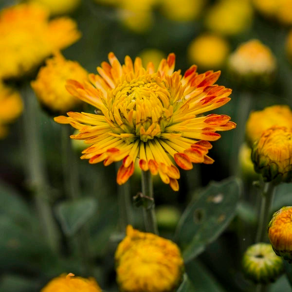 Dolliette Chrysanthemum